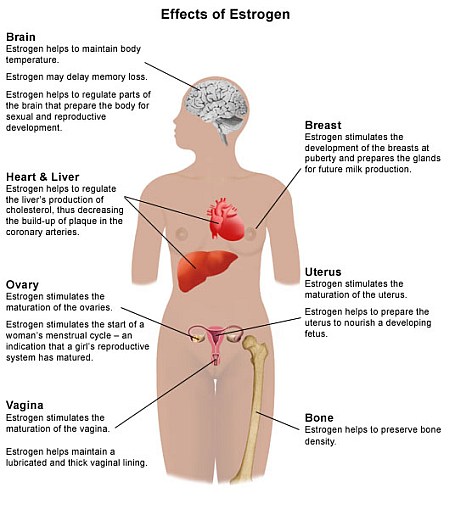 Menopause And Weight Gain