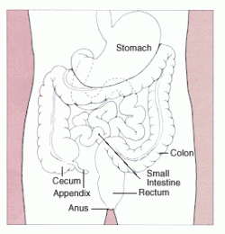 Jump Start Your Weight Loss Plan With a Colon Cleanse