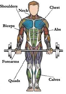 Map of Muscles – Pick Exercises for Different Muscle Groups