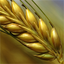 Hidden Ways Wheat is Making You Gain Weight