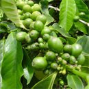 Green Coffee Bean: The New Weight Loss Trend