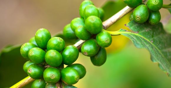 The Skinny on Losing Weight with Green Coffee Beans