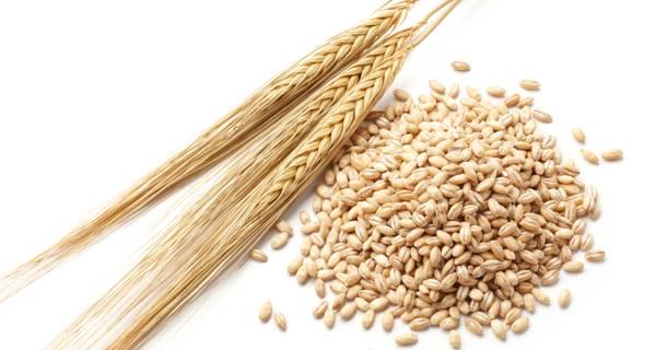 Weight Loss Tip #91 – Lose weight with barley or jau