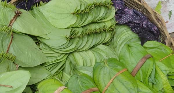 Revealed — betel leaf home remedy for weight loss