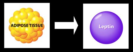 The Connection Between Leptin Levels and Weight Loss Explained